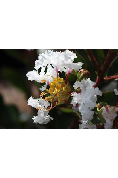 Lagerstroemia indica Віз Лав Вірджин квітка